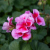 Pelargoni