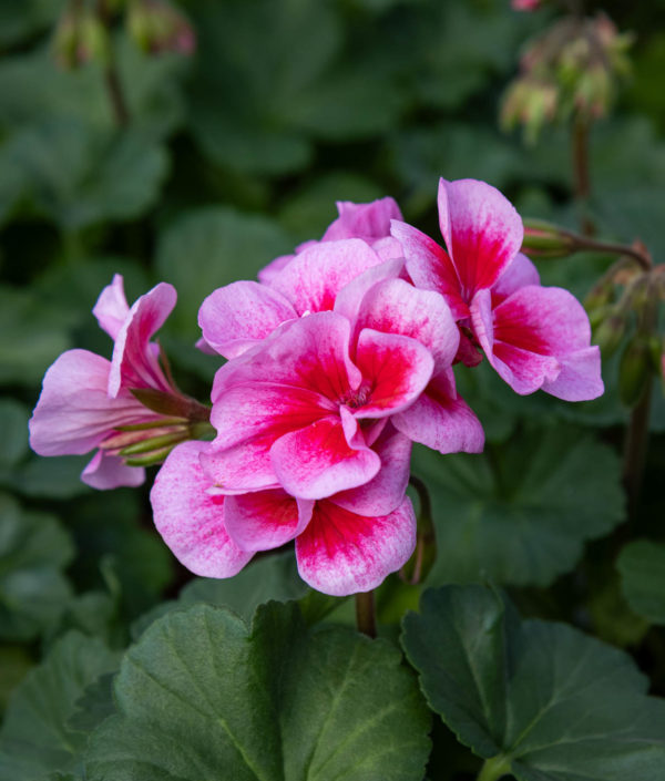 Pelargoni