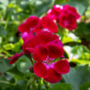 Pelargoni