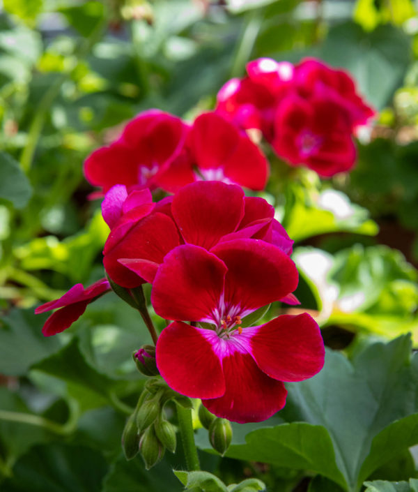 Pelargoni