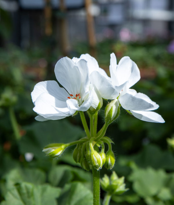 Pelargoni valkoine