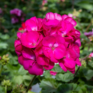 Pelargoni