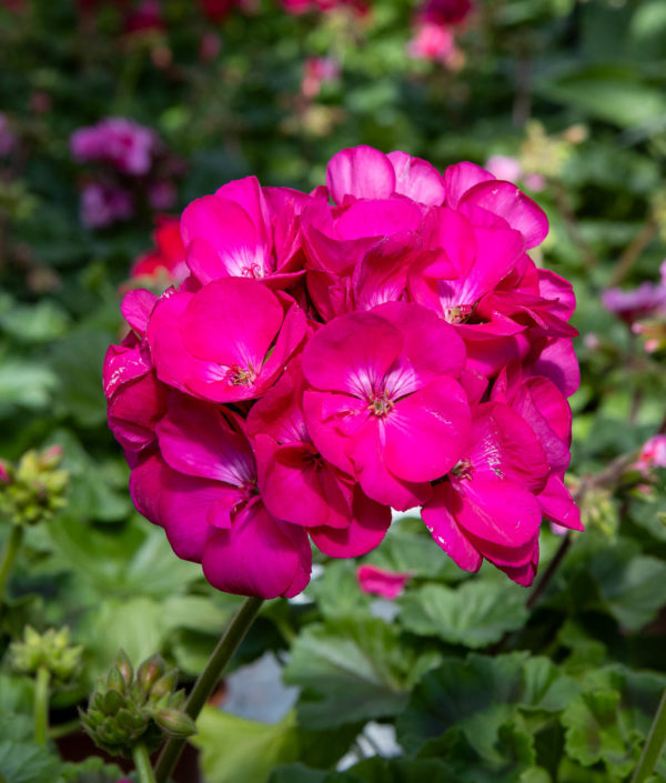 Pelargoni