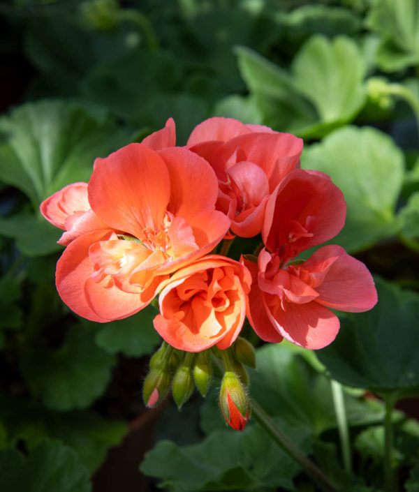 Pelargoni