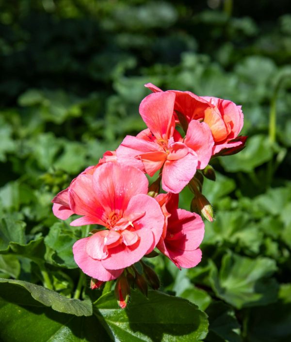 Pelargoni