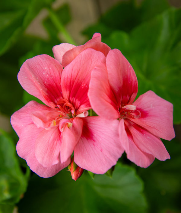 vaaleanpunainen pelargoni