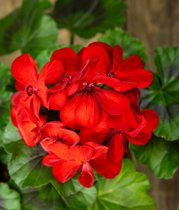 Pelargoni