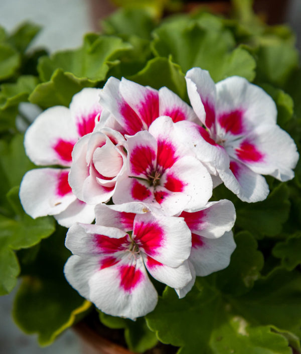 Pelargoni