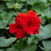 pelargonium