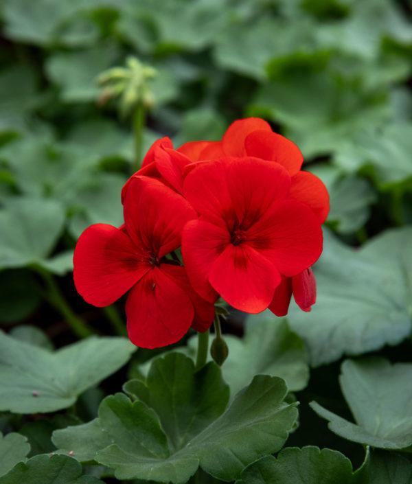 pelargonium