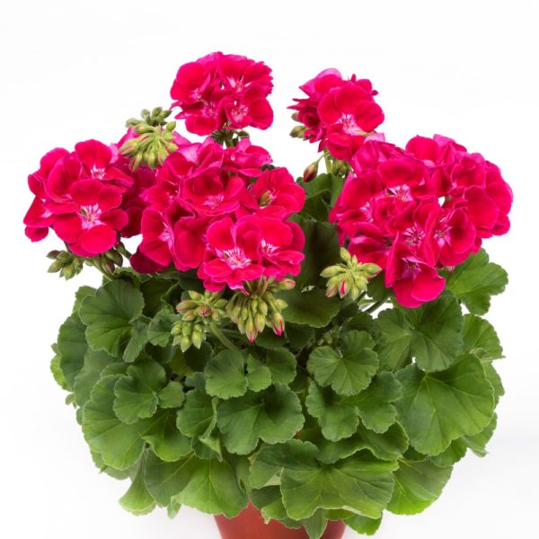 Pelargoni Flower Fairy Red Splash