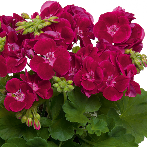 pelargoni flower fairy velvet