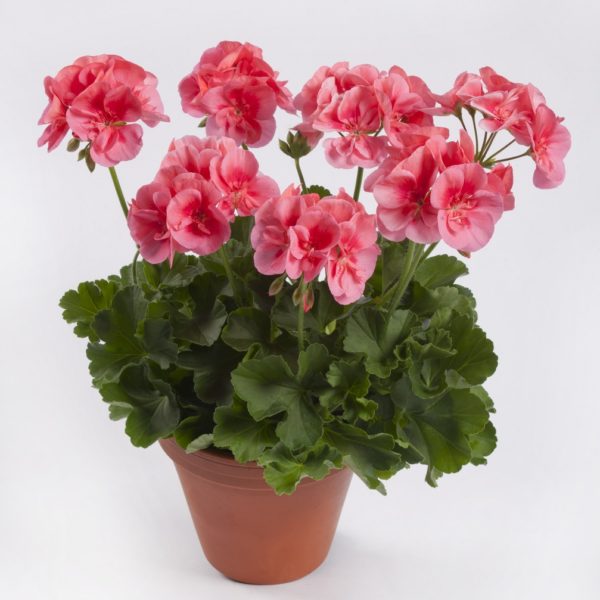 vaaleanpunainen pelargoni