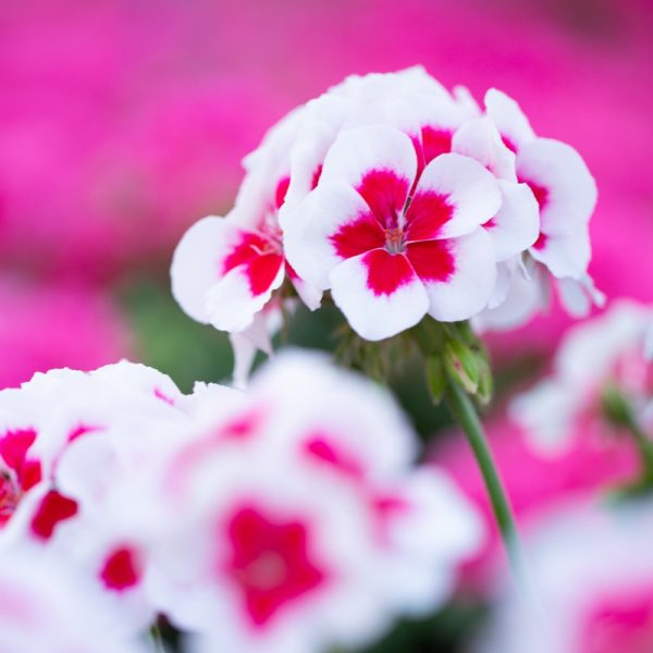 valkoinen pelargoni