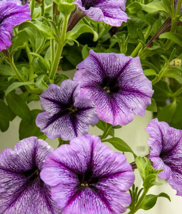 petunia amppeli, surffiinia amppeli