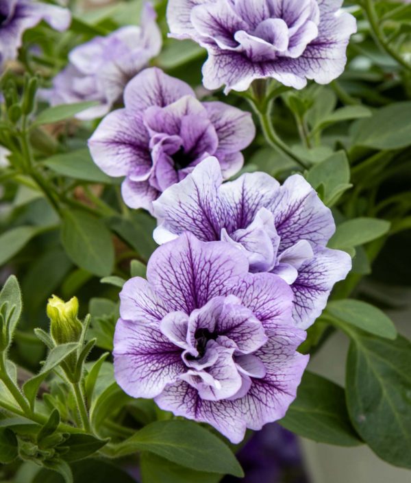 petunia surffiinia amppeli