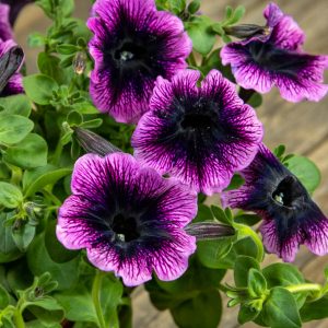 Petunia Gotunia Purple Eye kukka