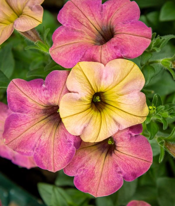 Petunia kukka