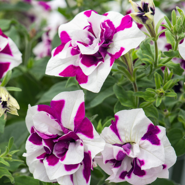 kaksivärinen petunia