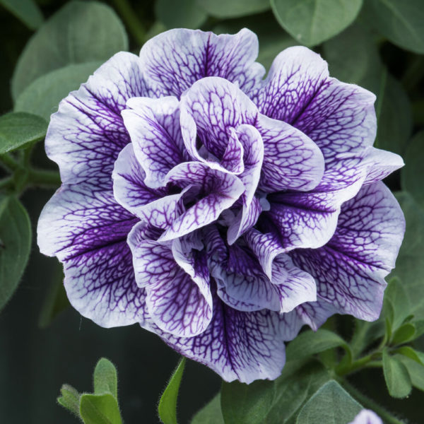 kerrattu petunia