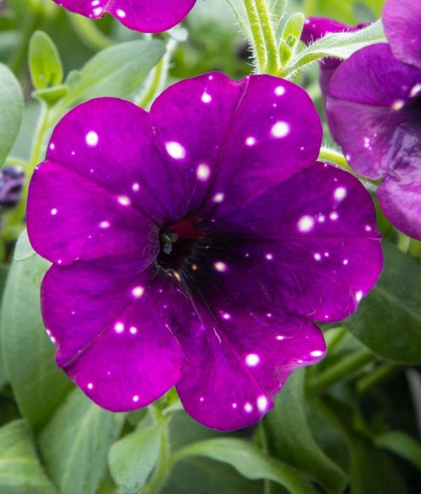 petunia surffiinia