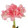 Amaryllis Rozetta