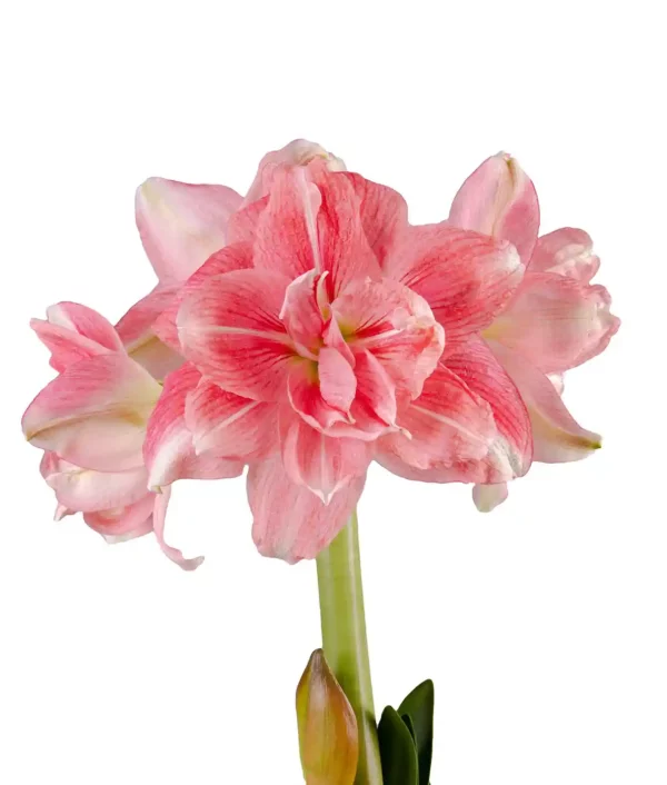 Amaryllis Rozetta