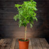 Tuoksupelargoni