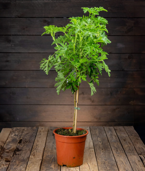 Tuoksupelargoni