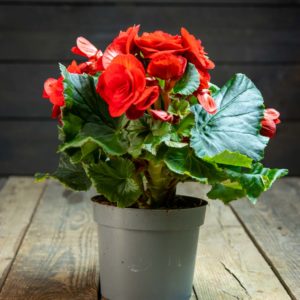 begonia