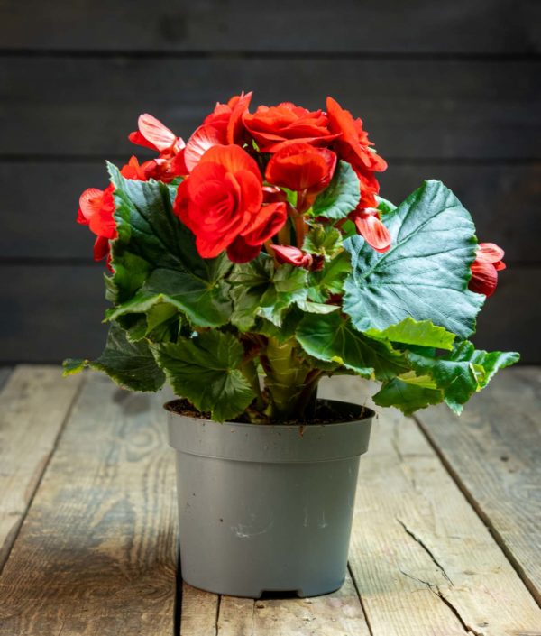 begonia