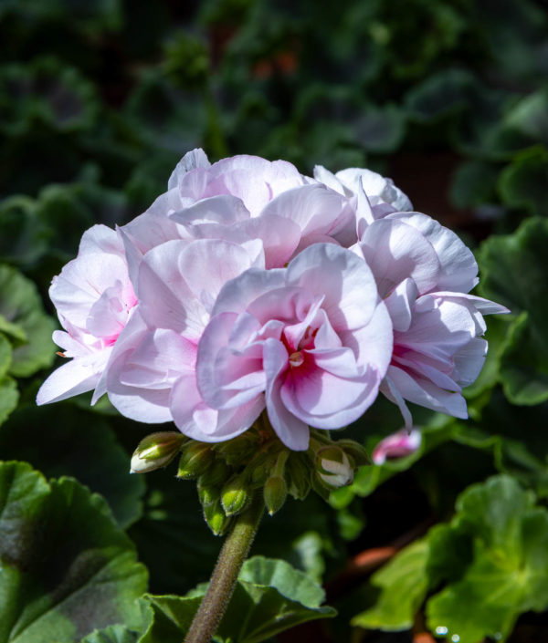 kerrattukukkainen pelargoni