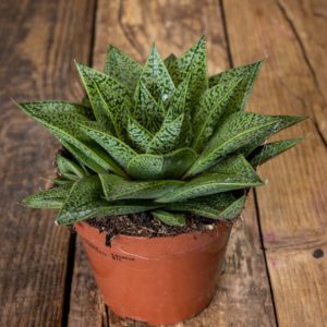 Sarviaaloe