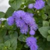 Ageratum houstonianum