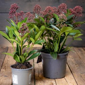 Skimmia