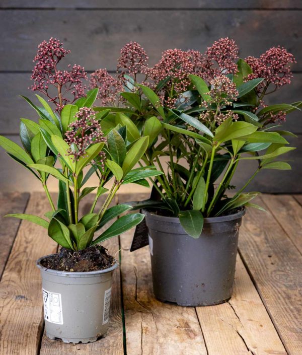 Skimmia