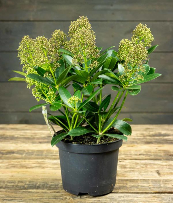 skimmia ruukussa