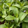 Stevia