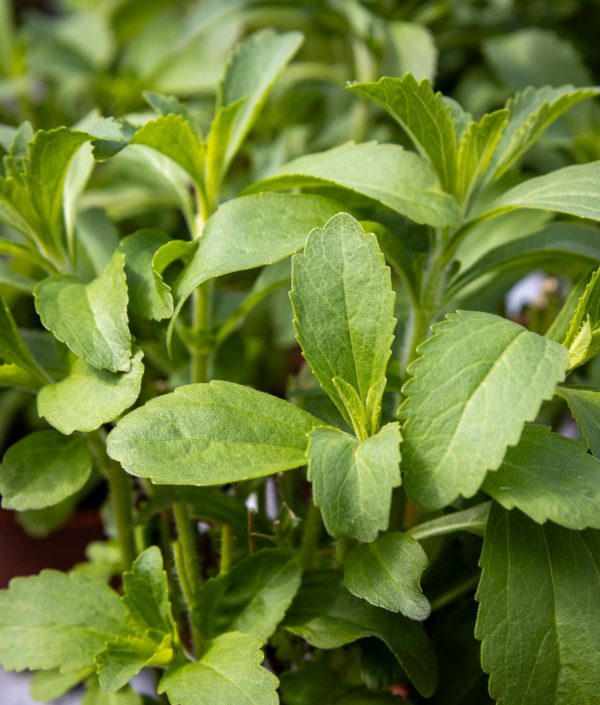 Stevia