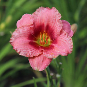 Hemerocallis