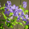 clematis