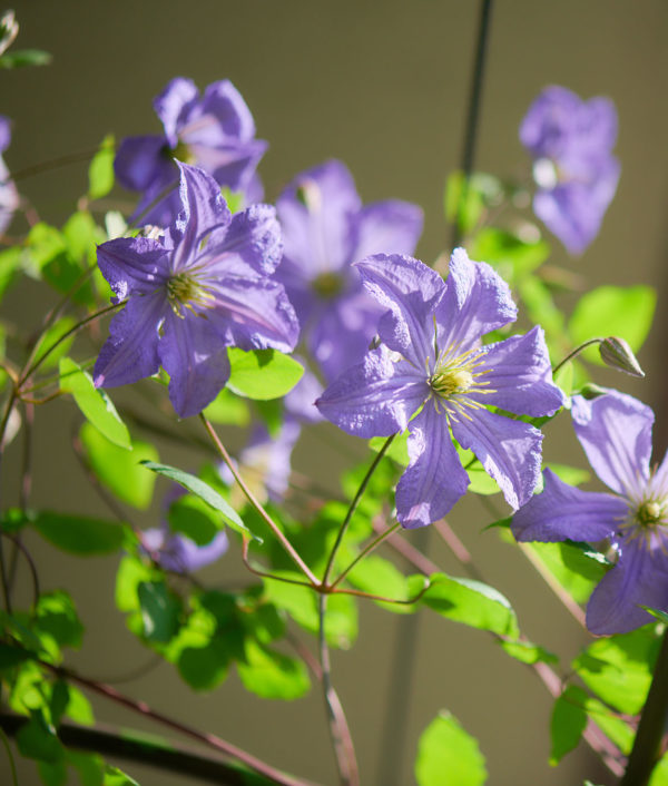 clematis