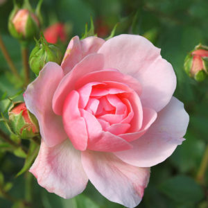 Vaaleanpunainen ruusu