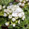 Tulppaanipelargoni