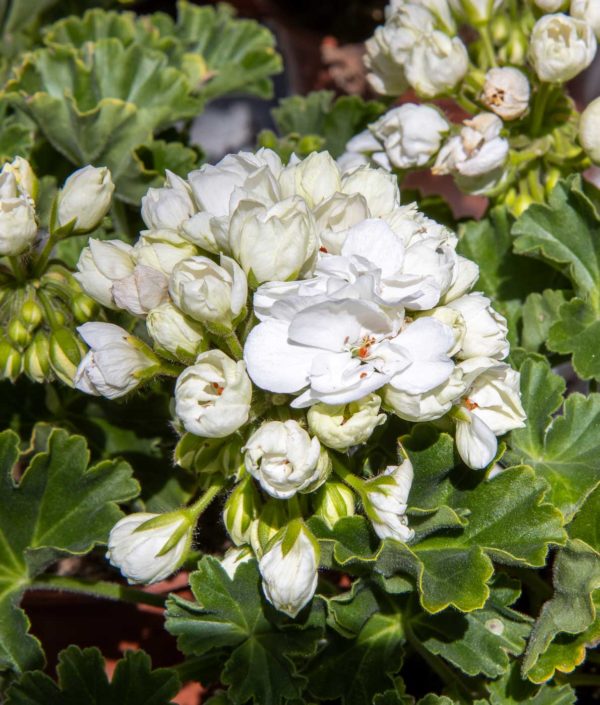 Tulppaanipelargoni