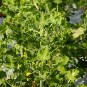 Tuoksupelargoni