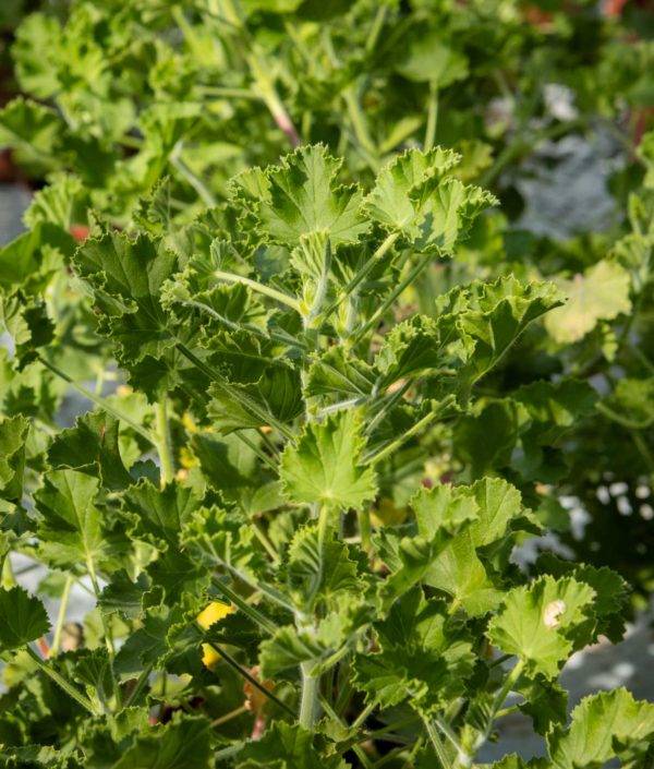 Tuoksupelargoni