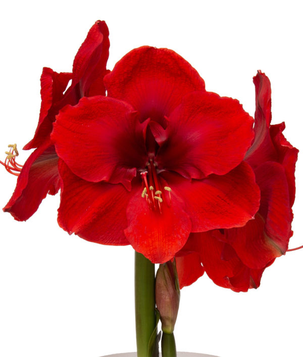 punainen amaryllis