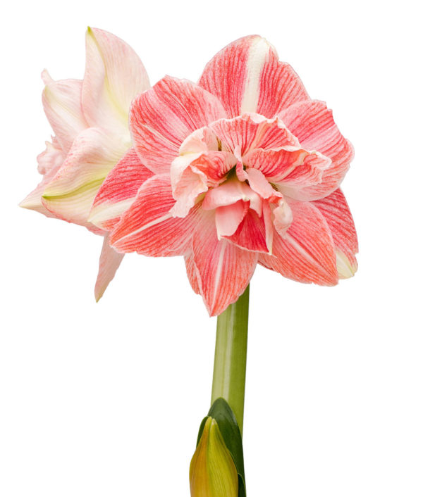 kaksivärinen amaryllis