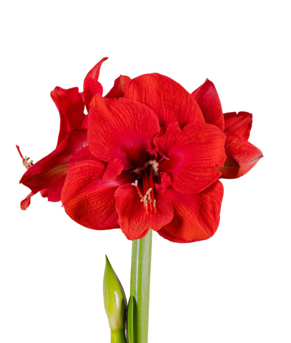 punainen amaryllis